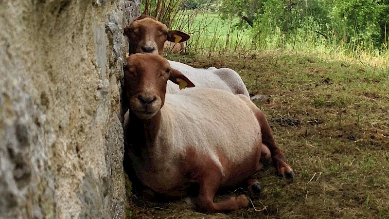 Zwei geschorene Schafe lehnen sich erschöpft an eine Mauer