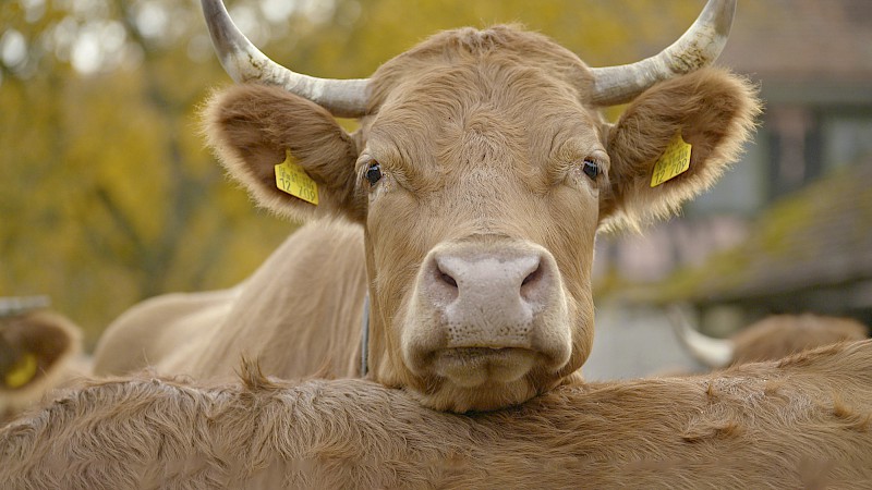 Kopf eines Limpurger Rinds, das Kinn auf den Rücken eines anderen Rinds gestützt, blickt den Betrachter direkt an.