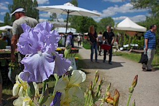 Eine violette Blumenblüte im Fokus, dahinter Besucher:innen an Marktständen