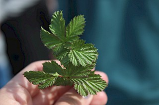 Eine Minze-ähnliche Kräuterpflanze wird von einer Hand gehalten, Großaufnahme