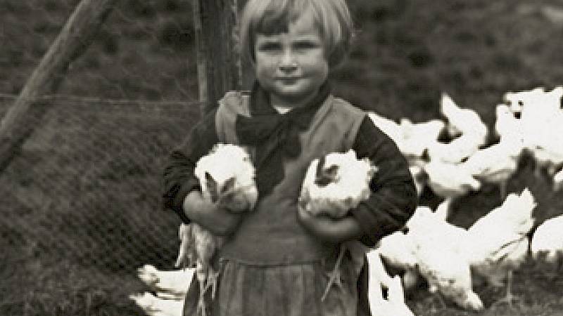 Historische Schwarz-Weiß-Fotografie eines kleinen Kindes mit zwei Hühnern unter den Armen, im Hintergrund sind weitere Hühner auf einer Wiese