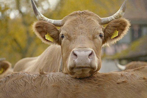 Limpurger Rind blickt in die Kamera und ruht mit seinem Kopf auf dem Rücken eines anderen Rinds