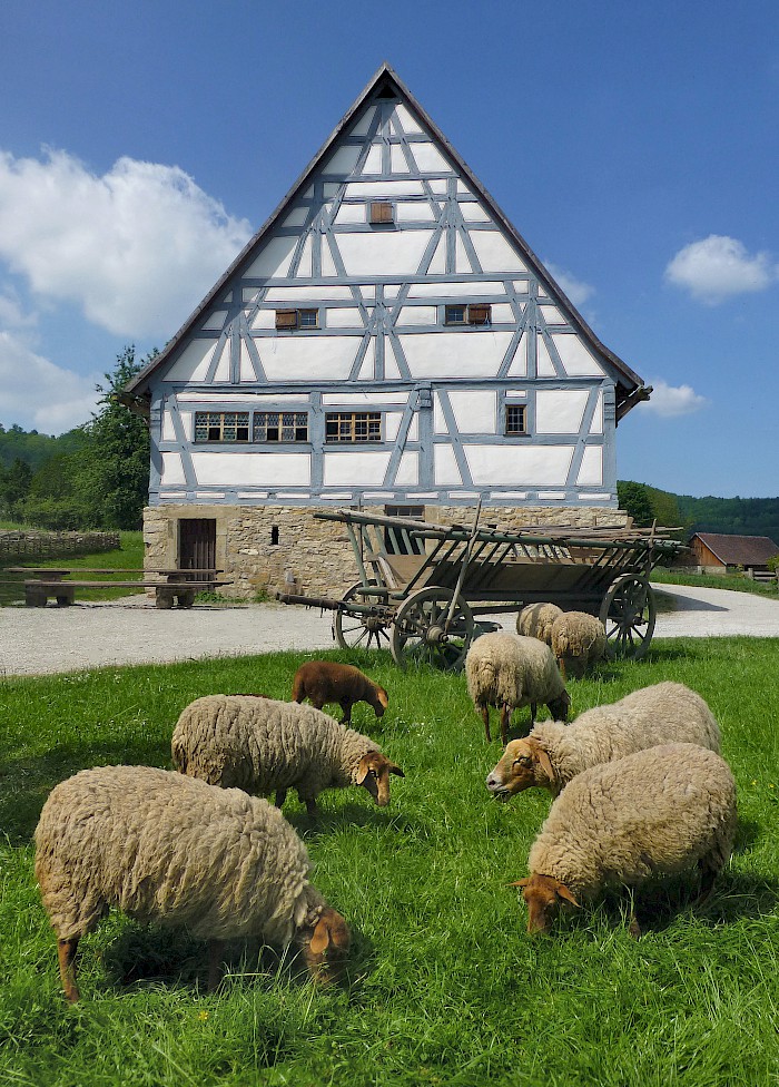 Coburger Fuchsschafe, Bauernhaus aus Zaisenhausen